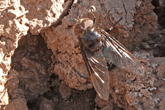 Copestylum violaceum