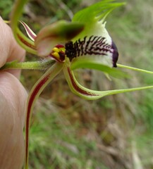 Caladenia tentaculata