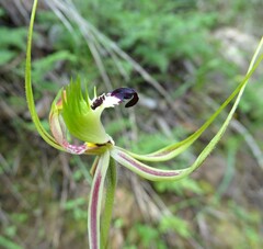 Caladenia tentaculata