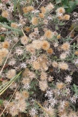 Heterotheca hirsutissima