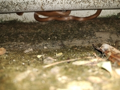 Lycodon anamallensis