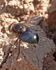Copestylum violaceum