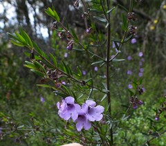 Prostanthera