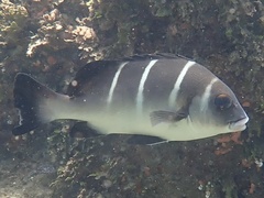 Plectorhinchus playfairi