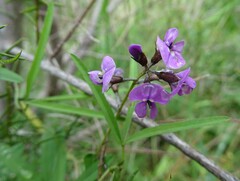 Glycine rubiginosa