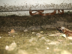 Lycodon anamallensis