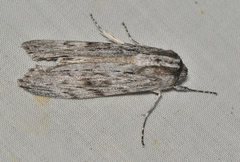 Capusa senilis