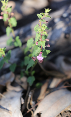 Scutellaria humilis