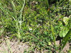 Pimelea