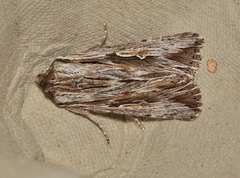 Persectania ewingii