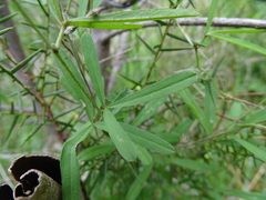 Glycine rubiginosa