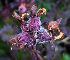 Pedicularis ornithorhynchos