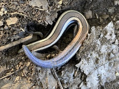 Plestiodon skiltonianus skiltonianus