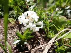 Pimelea