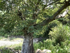Celtis sinensis