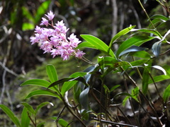 Dendrobium kingianum
