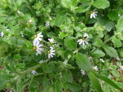 Scaevola albida