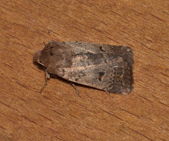 Proteuxoa hypochalchis