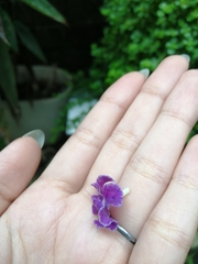 Duranta erecta