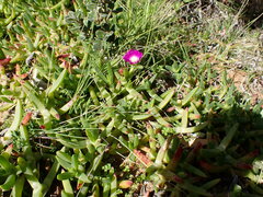 Carpobrotus