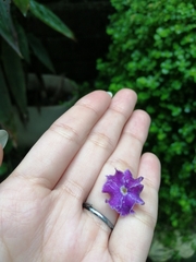 Duranta erecta