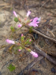 Pelargonium chelidonium