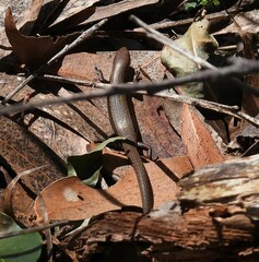 Lampropholis delicata