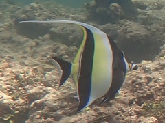 Zanclus cornutus