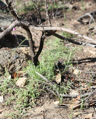 Arthropodium milleflorum