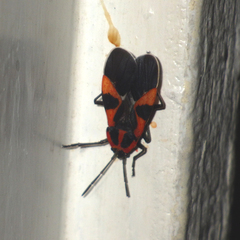 Tropidothorax leucopterus