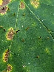 Vasates aceriscrumena