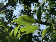 Celtis sinensis