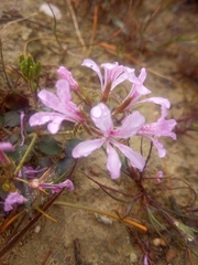 Pelargonium chelidonium