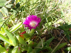 Carpobrotus