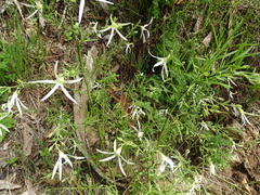 Anthocercis angustifolia