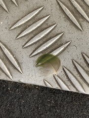 Trichoglossus moluccanus