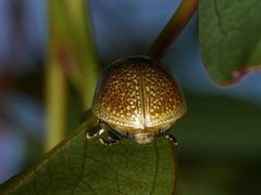 Paropsisterna cloelia