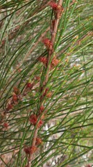 Allocasuarina rigida rigida