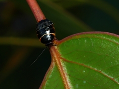 Ellipsidion