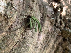 Lepisorus thunbergianus