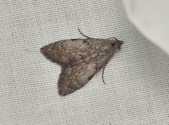 Nola pleurosema