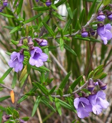 Prostanthera scutellarioides