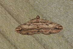 Chrysolarentia leucophanes