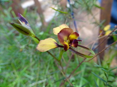 Diuris orientis
