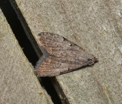 Nola pleurosema