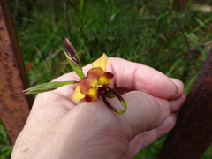 Diuris orientis