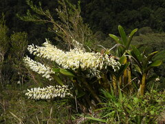 Dendrobium speciosum