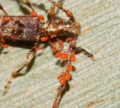 Acariformes