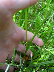 Diuris orientis