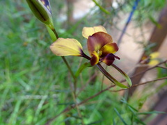 Diuris orientis
